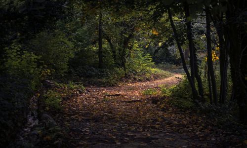 LES PARCOURS DE TRAIL ET D'ORIENTATION